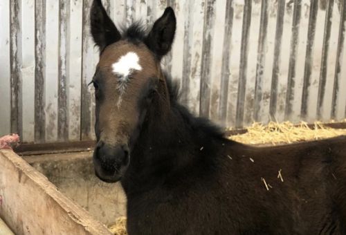 Sovereign Corlandria